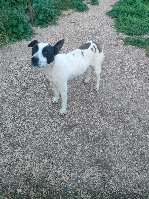 Alice - Un anno (nata indicativamente il 29 Febbraio 2024) - Simil Amstaff/Pointer - Taglia: Media - Carattere: molto affettuosa, buona, giocherellona Foto 7